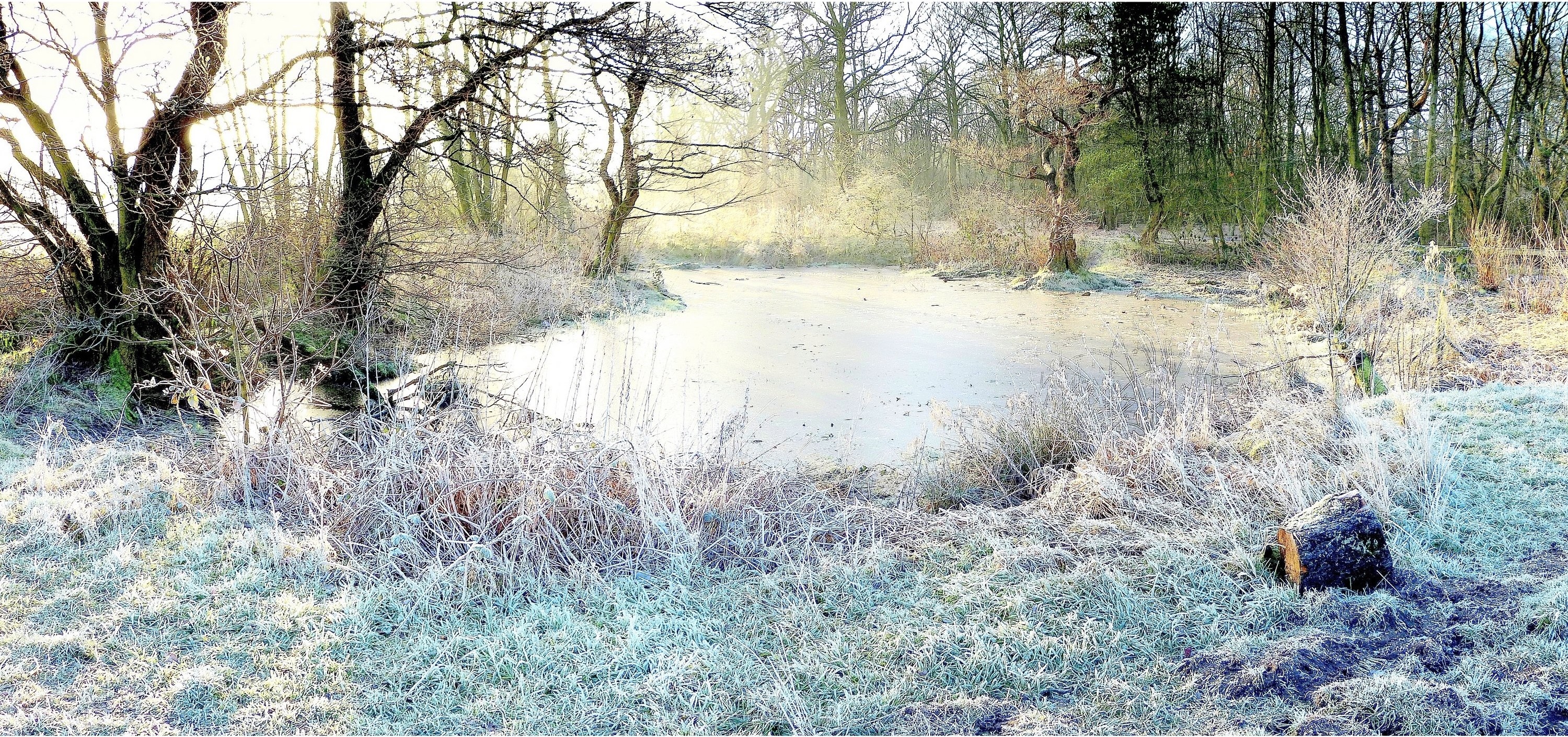 autumn, Pond, Trees, Frost, Landscape Wallpaper