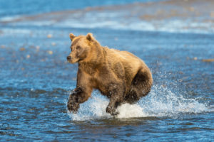 bear, Cook, Inlet, Alaska