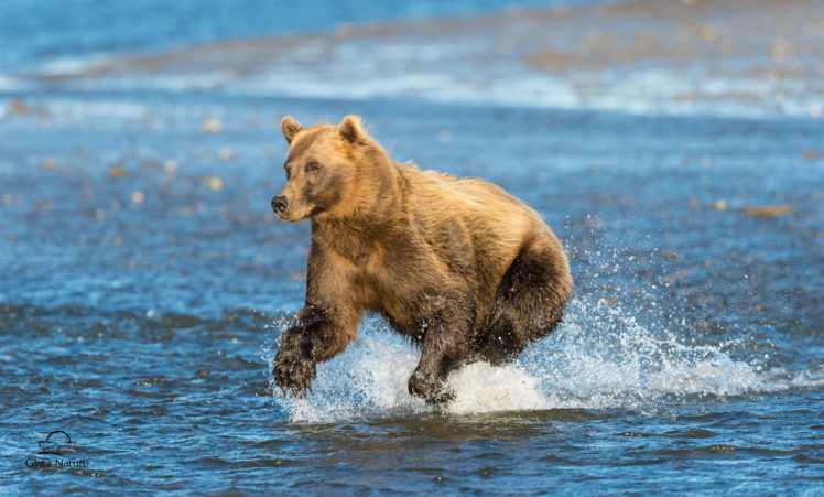 bear, Cook, Inlet, Alaska HD Wallpaper Desktop Background
