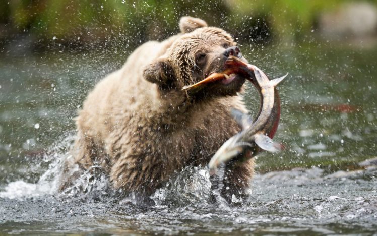 bear, Fish HD Wallpaper Desktop Background