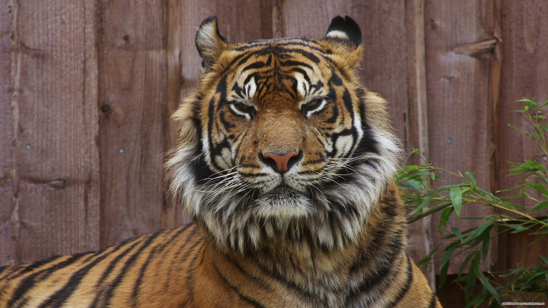big, Cats, Tiger Wallpaper