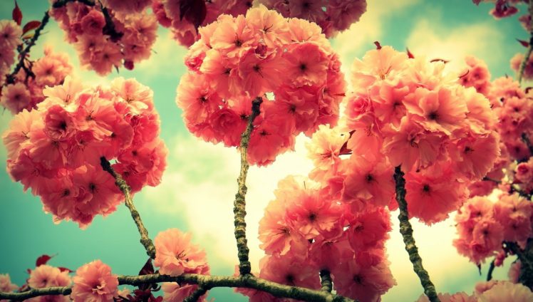 branch, Flowers, Flora, Blossoms, Bokeh HD Wallpaper Desktop Background