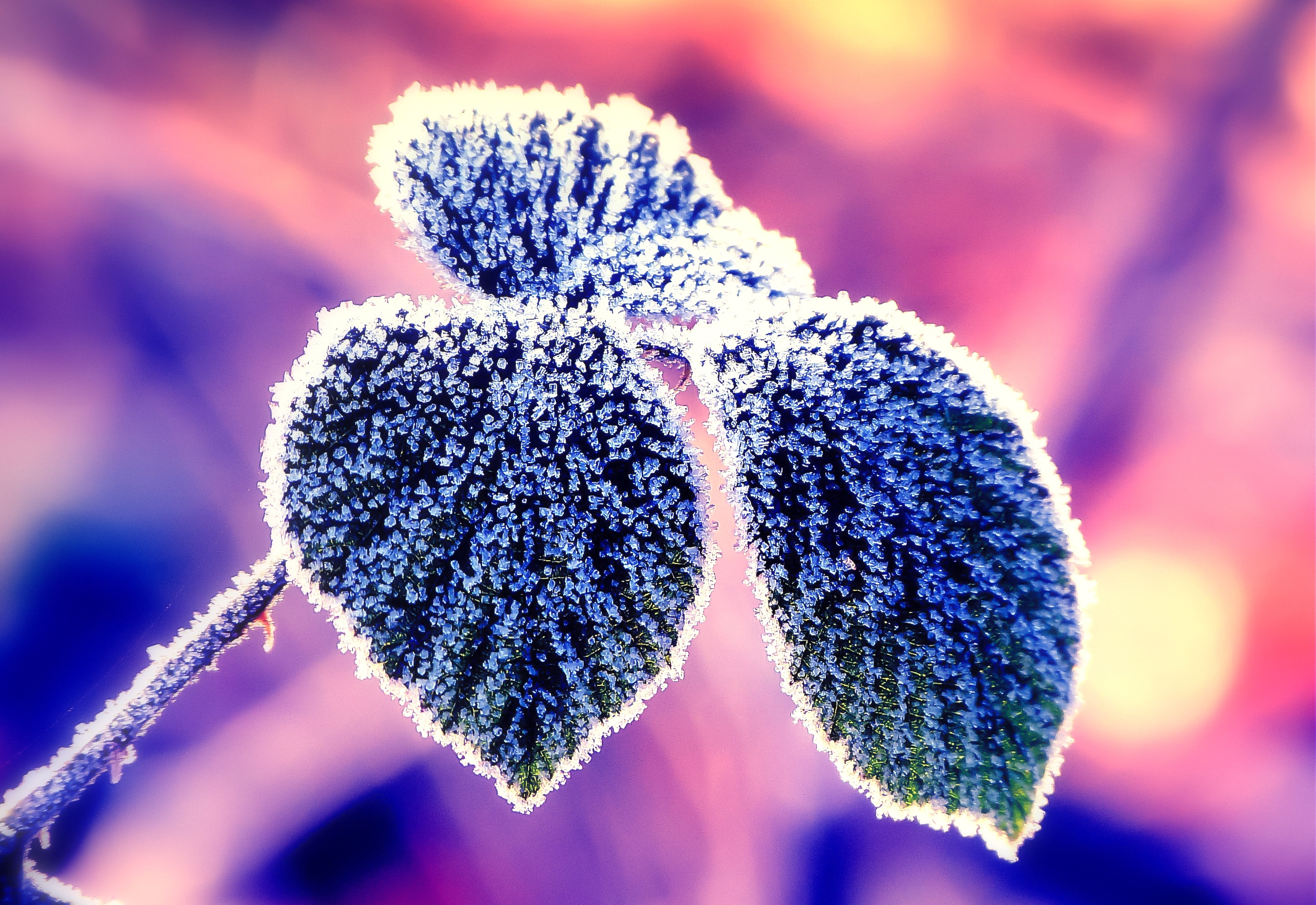 branch, Leaves, Frost, Close up Wallpaper