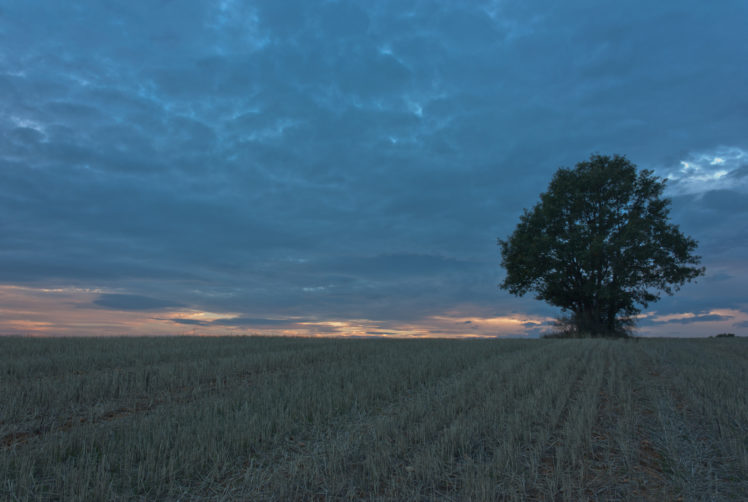 field, Tree, Evening HD Wallpaper Desktop Background