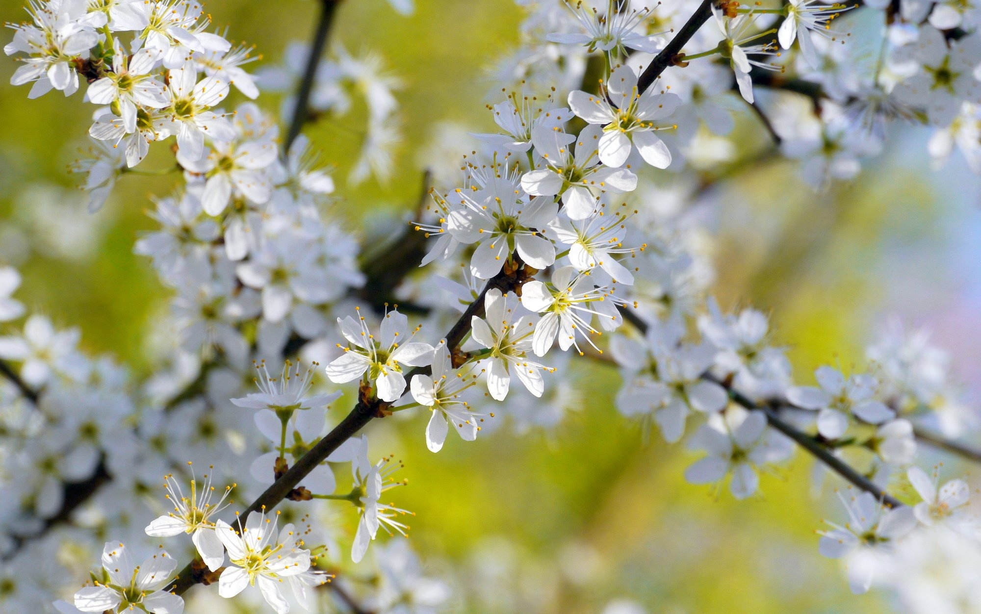 flowers, Branch, Flora, Blossoms, Bokeh Wallpaper