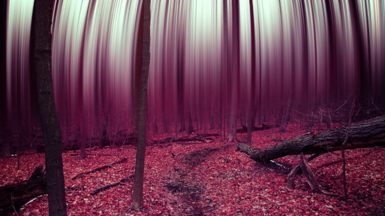 forest, Abstract, Trees, Leaves, Autumn, Surreal, Psychedelic HD Wallpaper Desktop Background