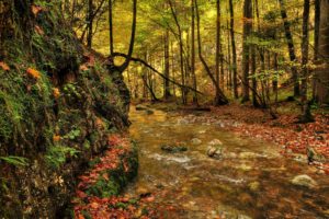 forest, River, Fall, Landscape