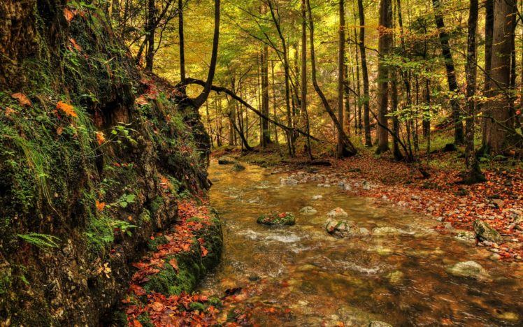 forest, River, Fall, Landscape HD Wallpaper Desktop Background