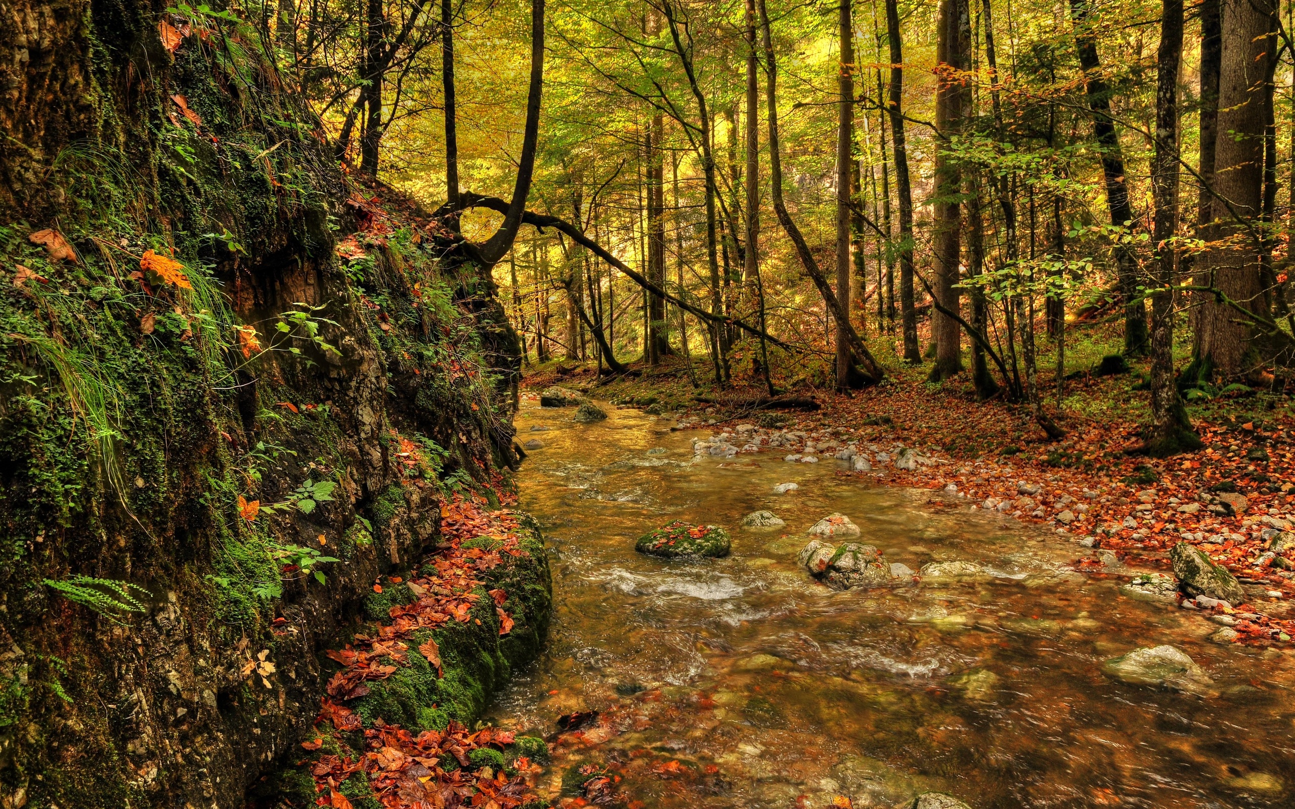 forest, River, Fall, Landscape Wallpaper