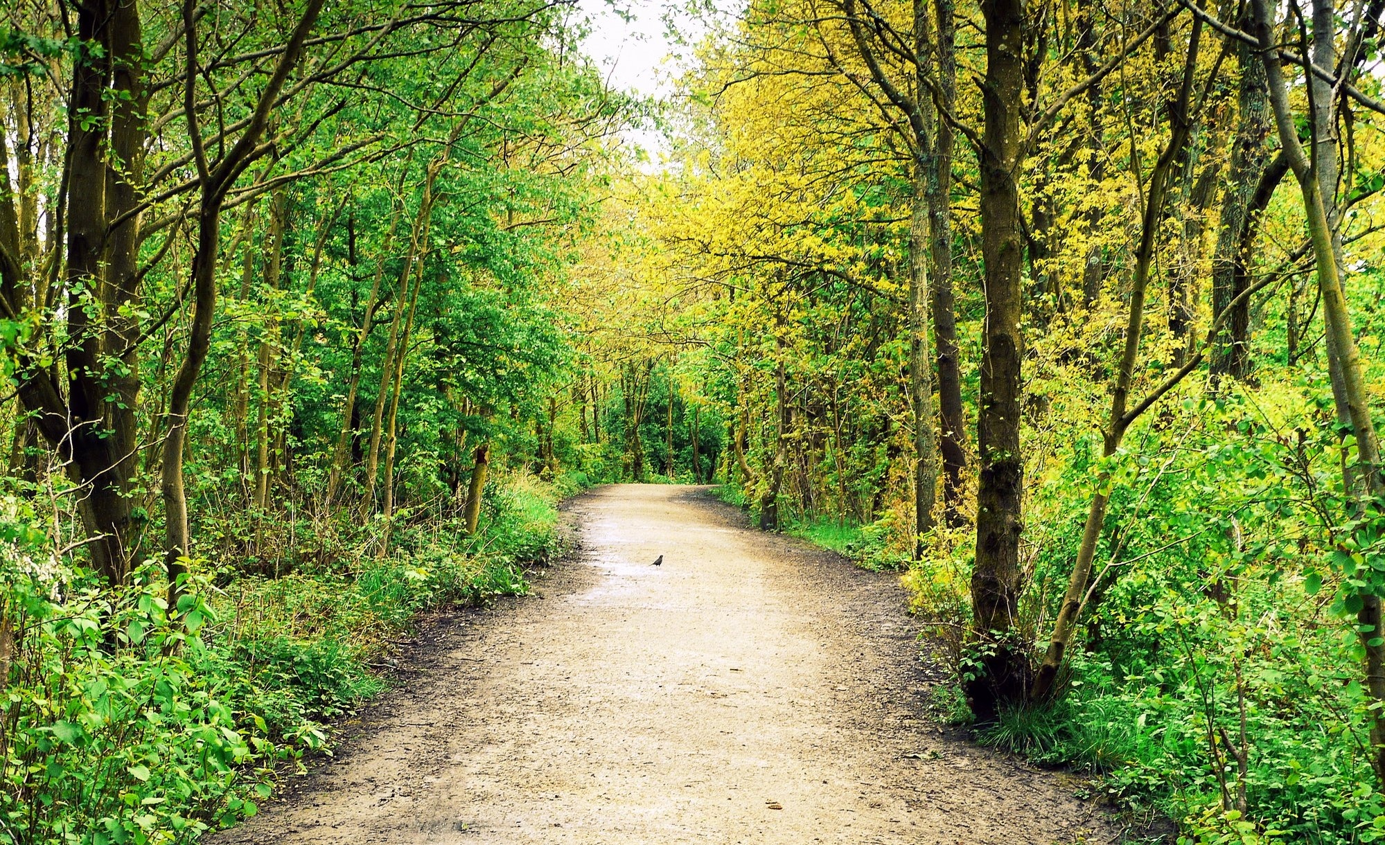 forest, Road, Trees, Fall, Landscape Wallpaper