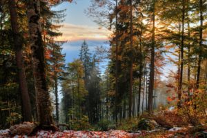 forest, Trees, Fall, Landscape, Autumn