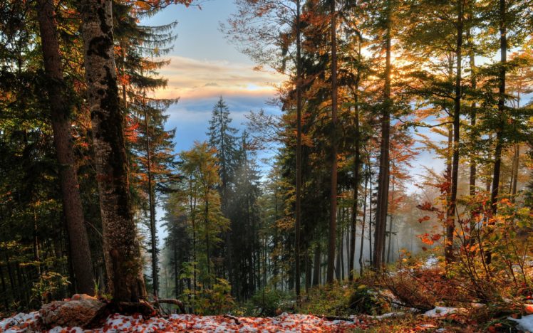 forest, Trees, Fall, Landscape, Autumn HD Wallpaper Desktop Background
