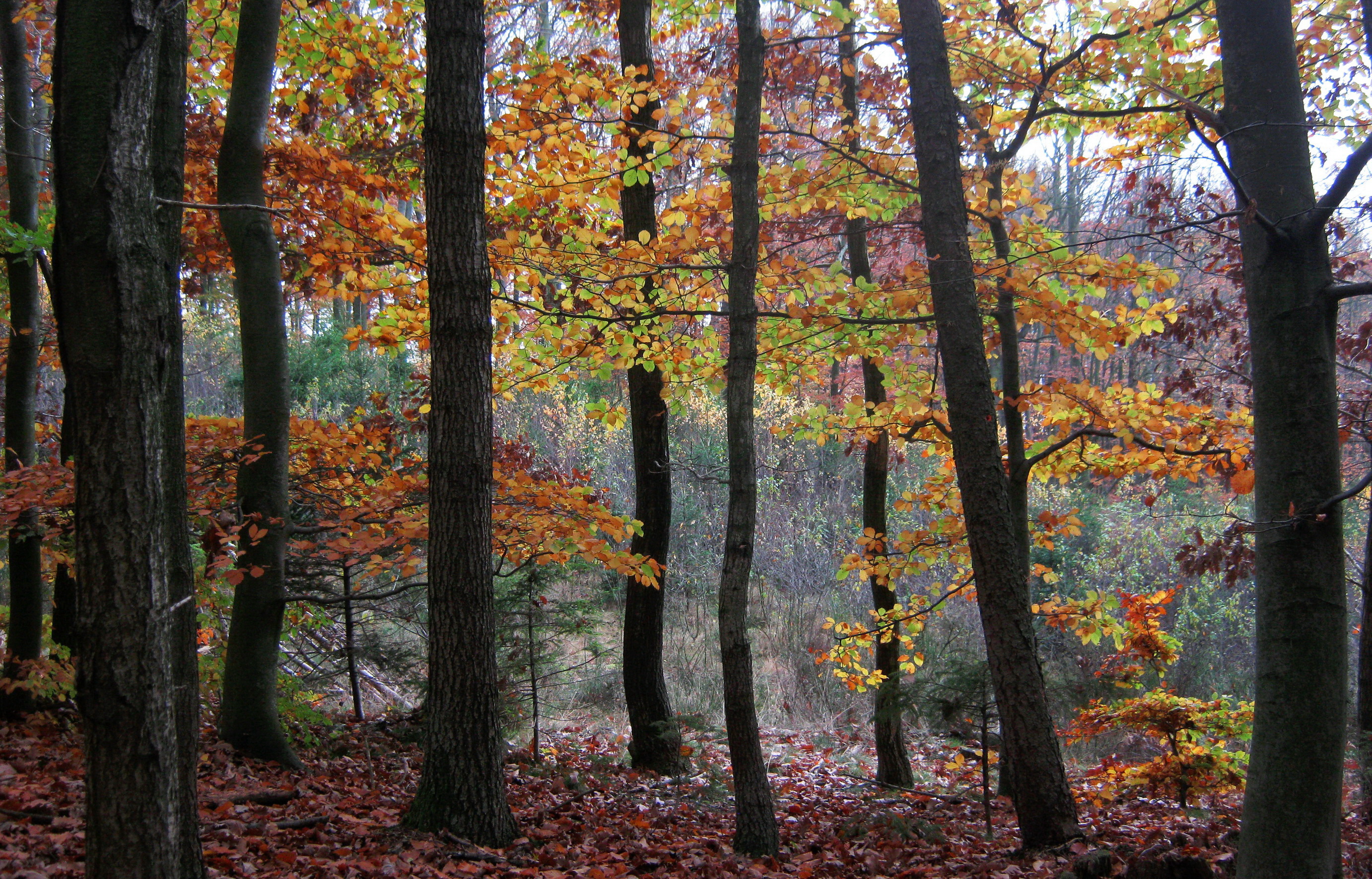 forests, Trees, Nature, Autumn Wallpaper