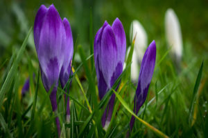 purple, Crocuses, Spring, Flowers