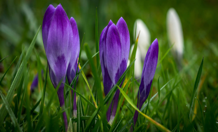 purple, Crocuses, Spring, Flowers HD Wallpaper Desktop Background