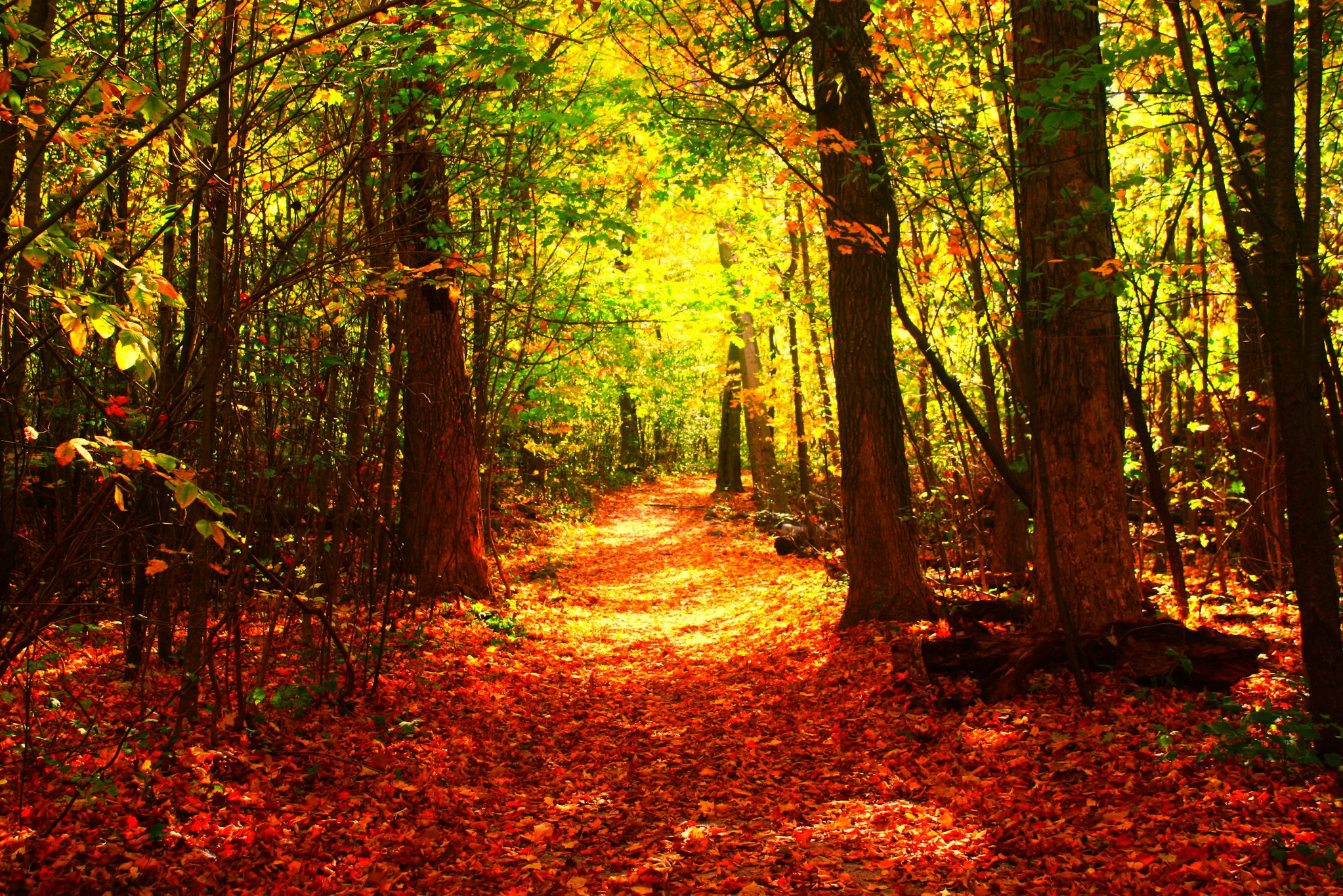 seasons, Autumn, Forests, Trees, Nature Wallpaper