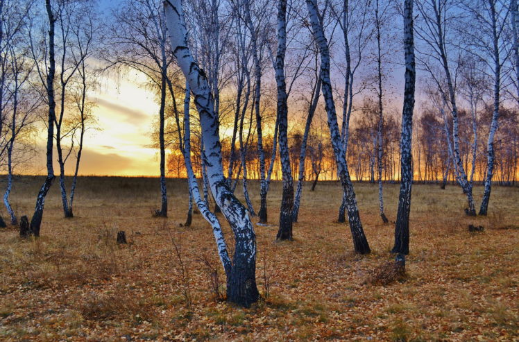 seasons, Autumn, Trees, Birch, Nature HD Wallpaper Desktop Background