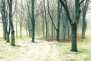 trees, Fog, Footpath, Nature
