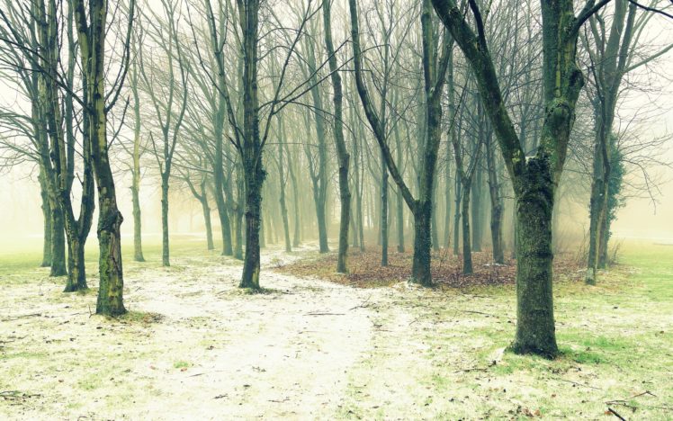 trees, Fog, Footpath, Nature HD Wallpaper Desktop Background