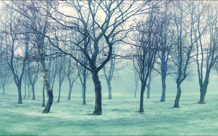 trees, Fog, Nature HD Wallpaper Desktop Background