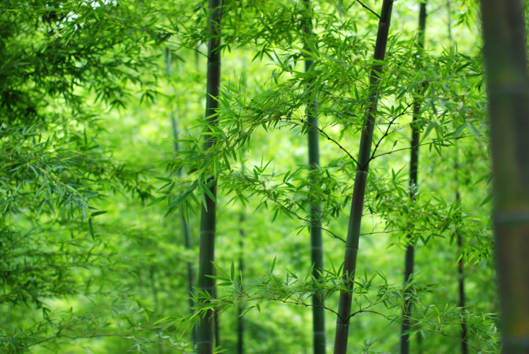 wood, Stem, Leaves, Bamboo HD Wallpaper Desktop Background