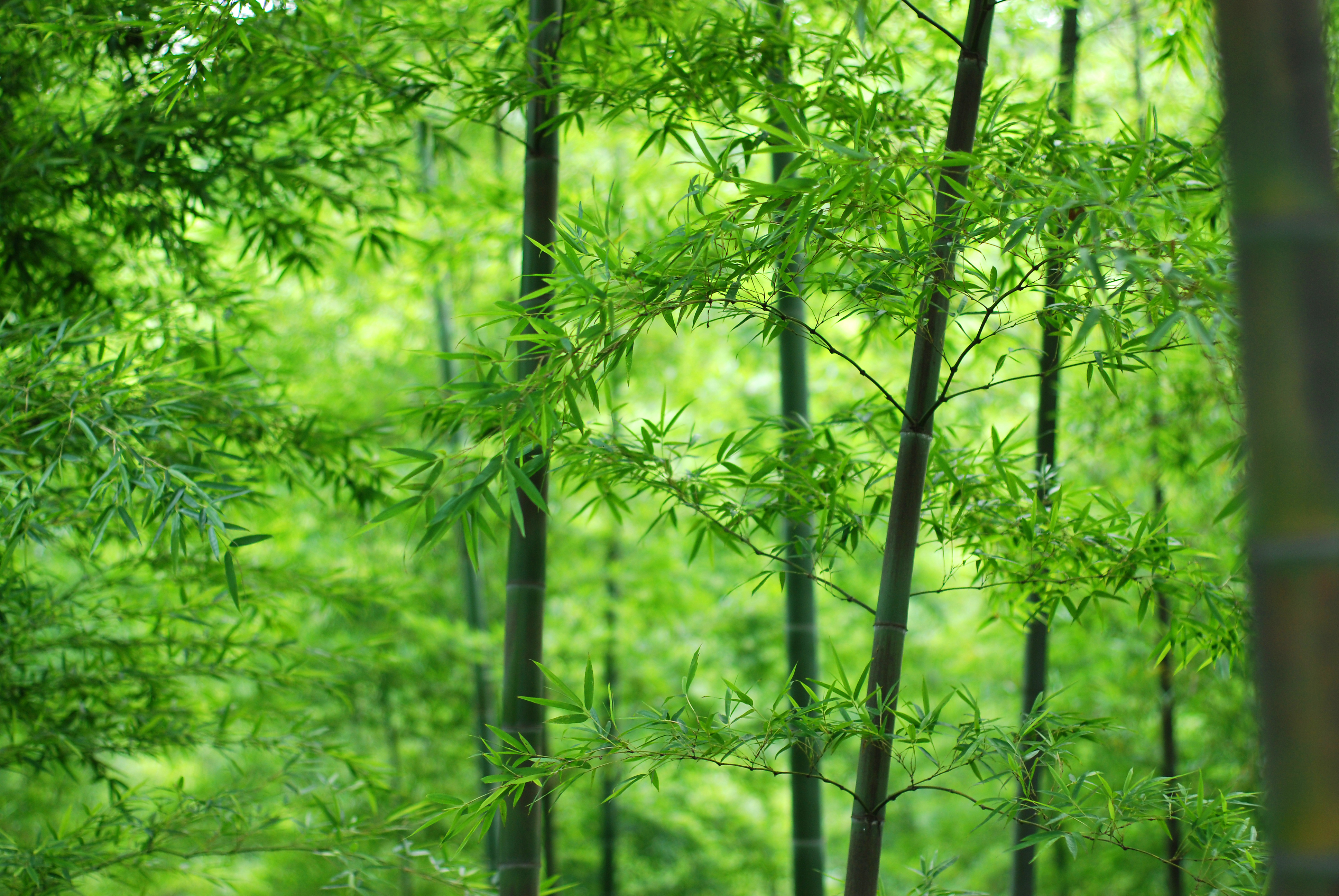 wood, Stem, Leaves, Bamboo Wallpaper