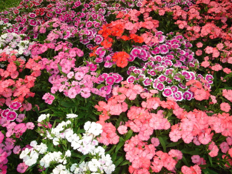 flower, Garden HD Wallpaper Desktop Background