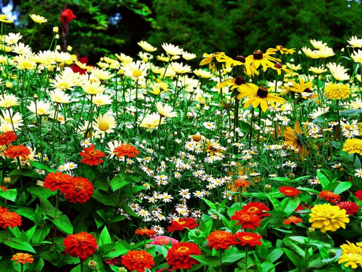 flower, Garden HD Wallpaper Desktop Background