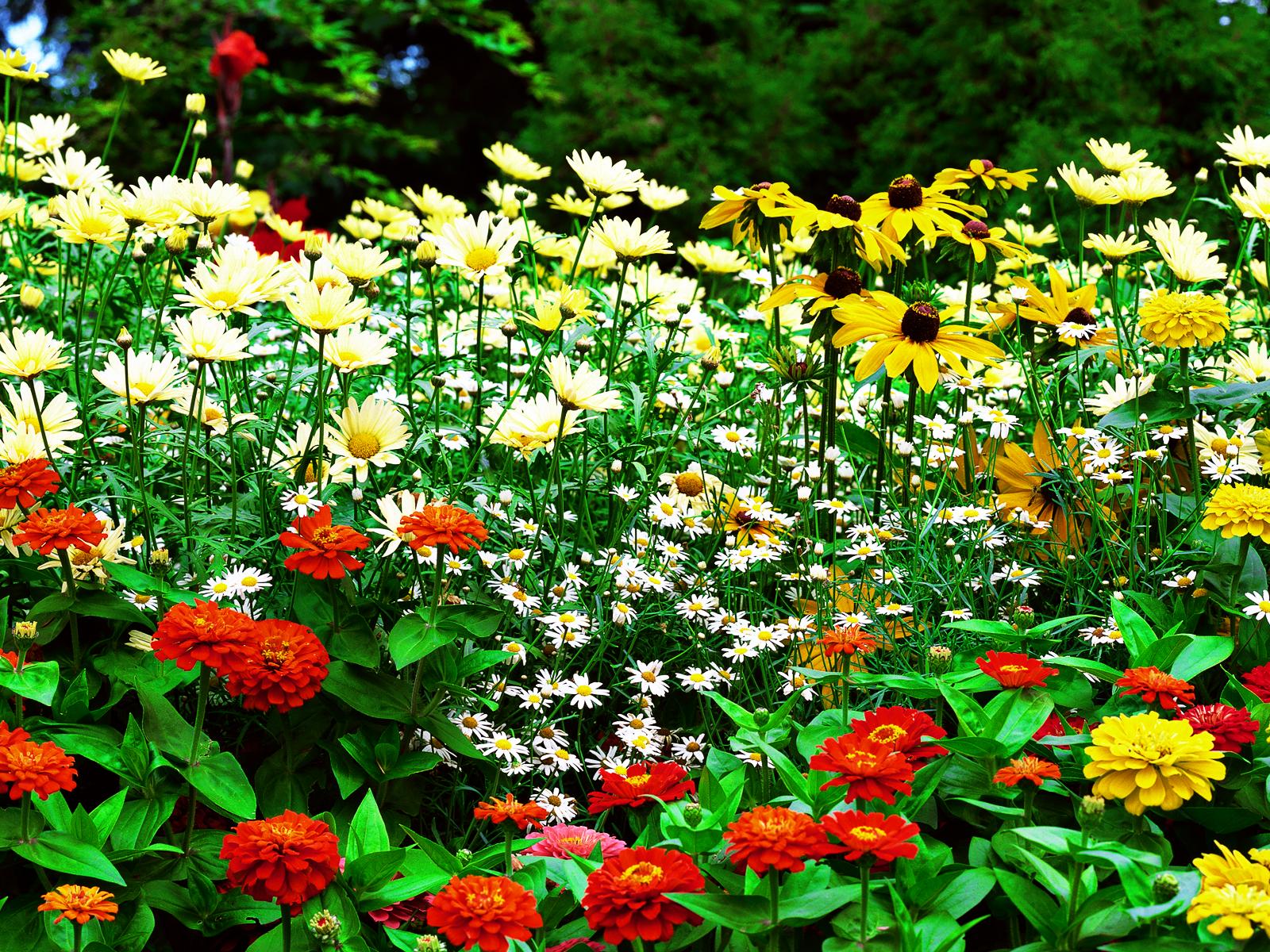 flower, Garden Wallpaper