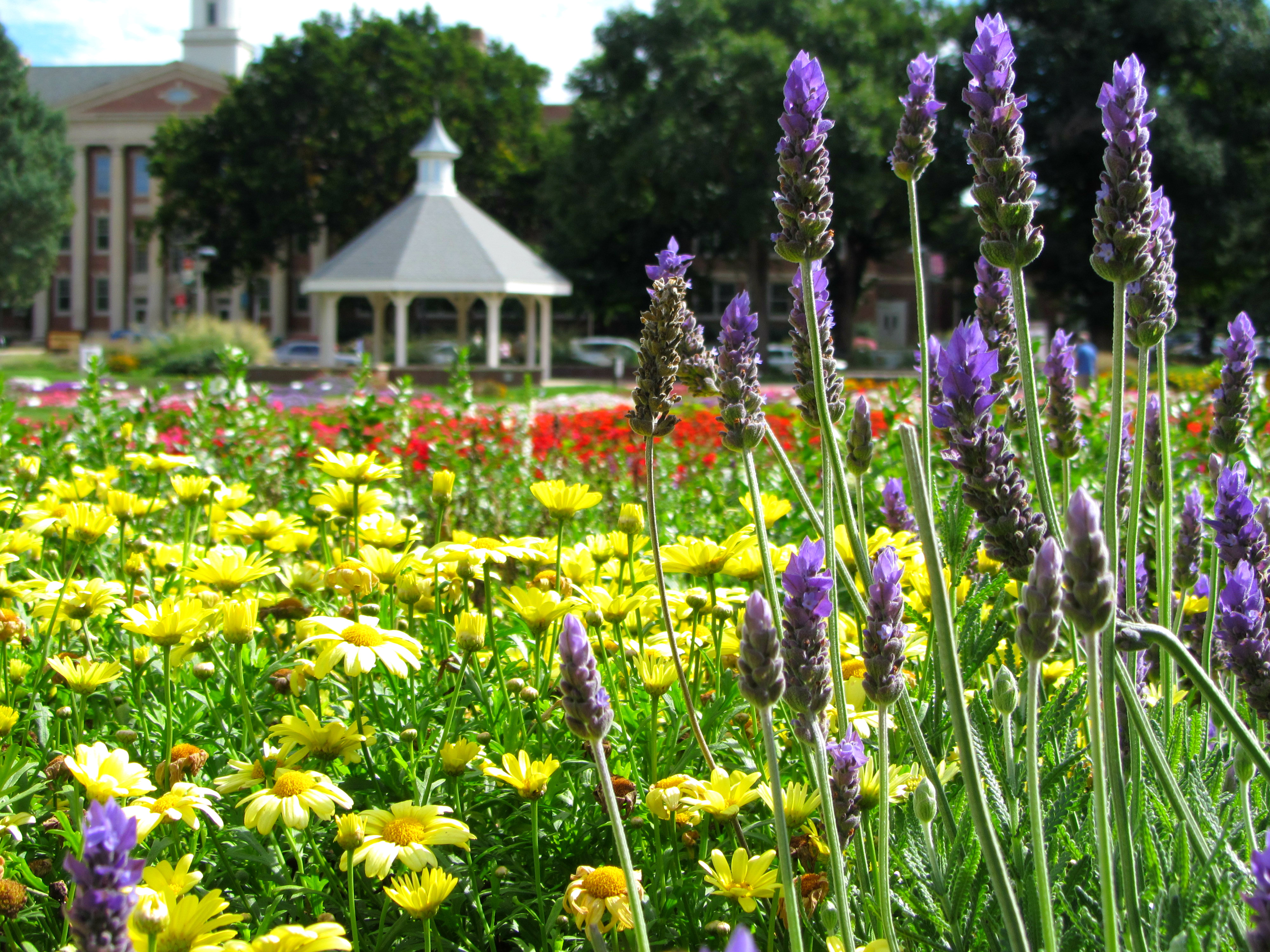 flower, Garden, Rw Wallpaper