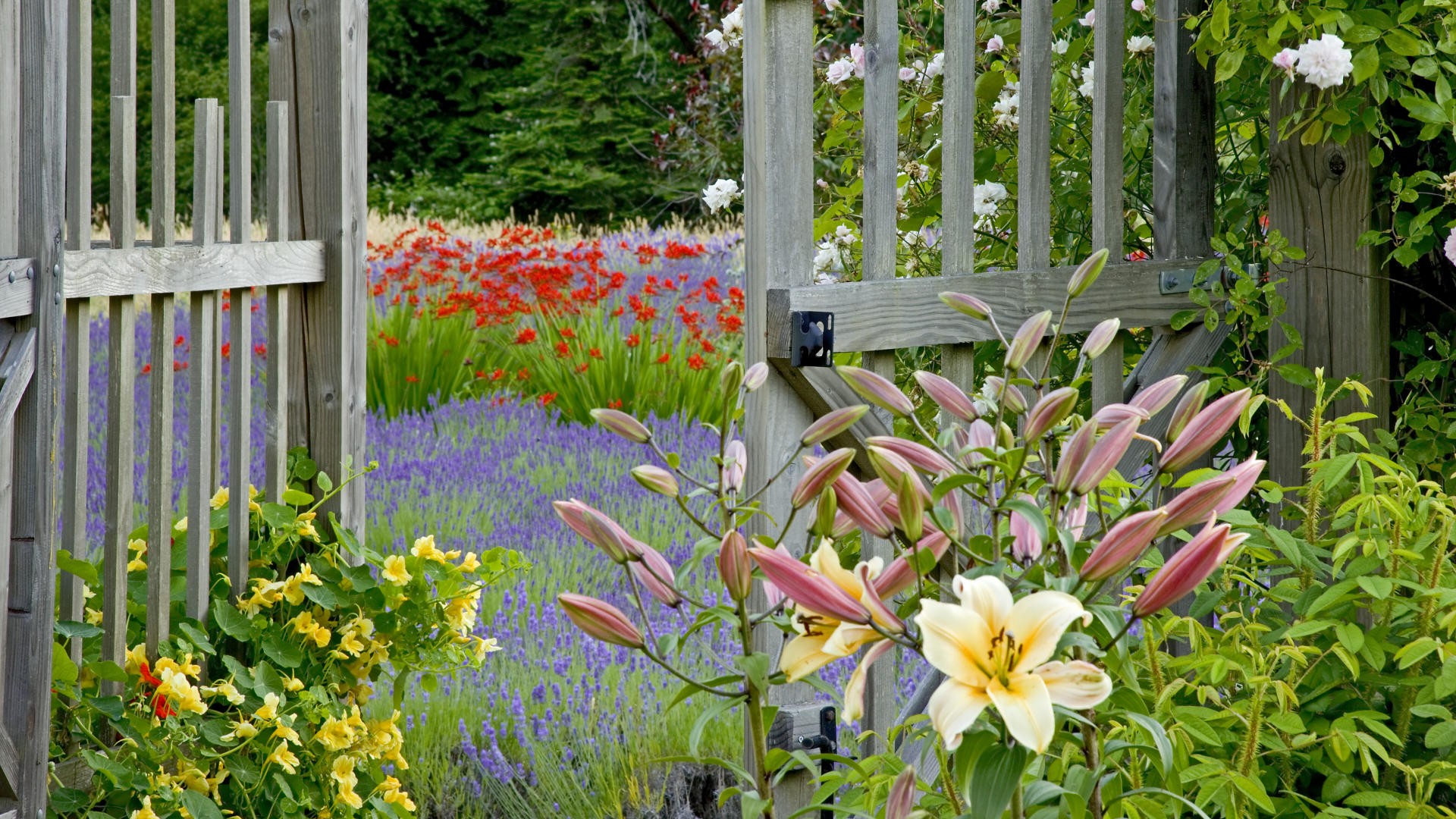 flower, Garden, Fence Wallpapers HD / Desktop and Mobile ...
