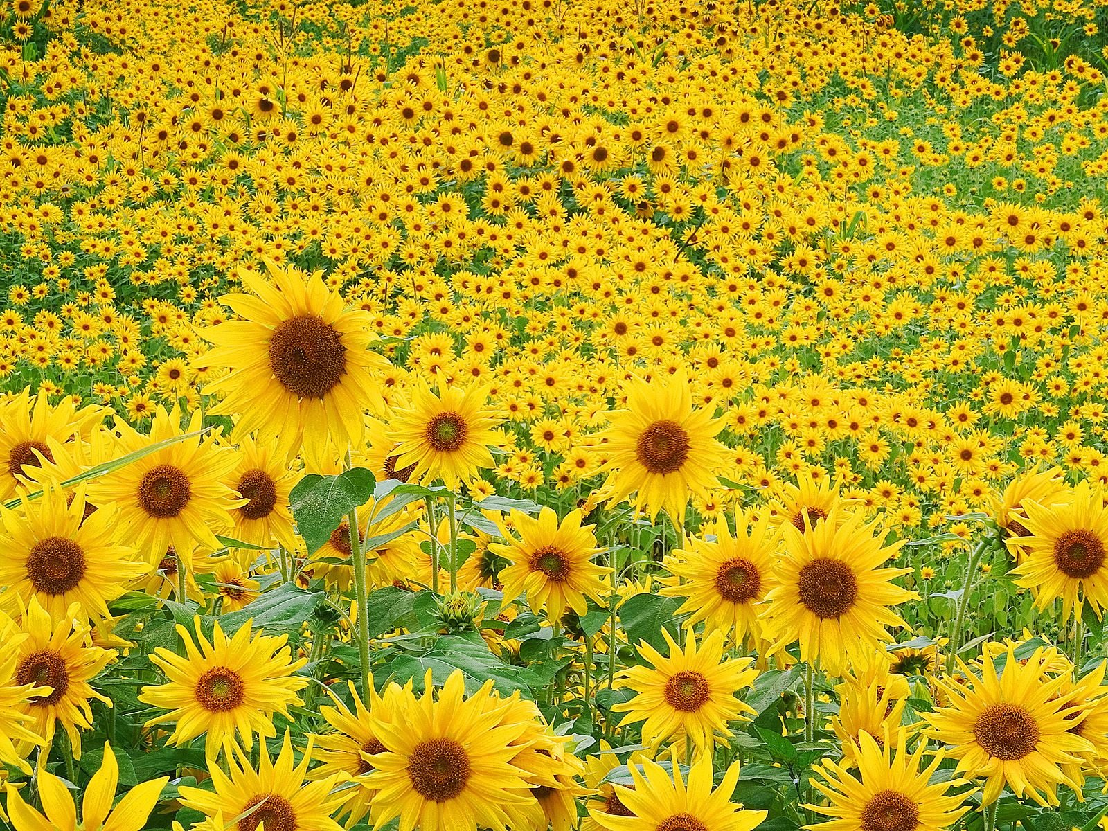 flower, Garden, Sunflower Wallpaper