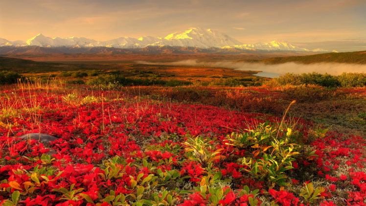flower, Lake, Mountains, Scenic HD Wallpaper Desktop Background