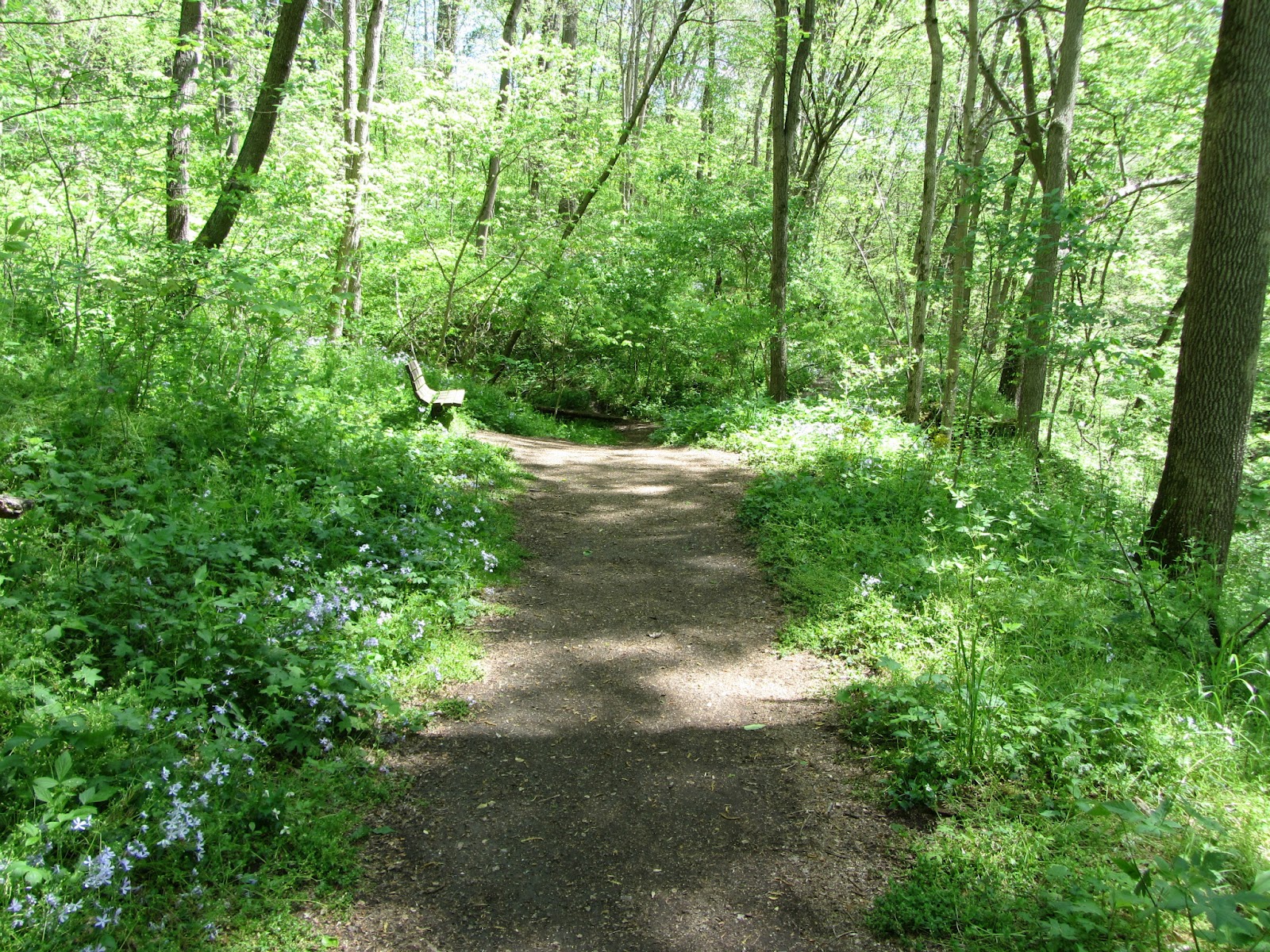 forest, Bench, Path, Trail, F, Jpg Wallpaper