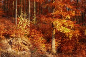 autumn, Forest, Trees, Landscape