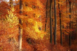 autumn, Forest, Trees, Landscape