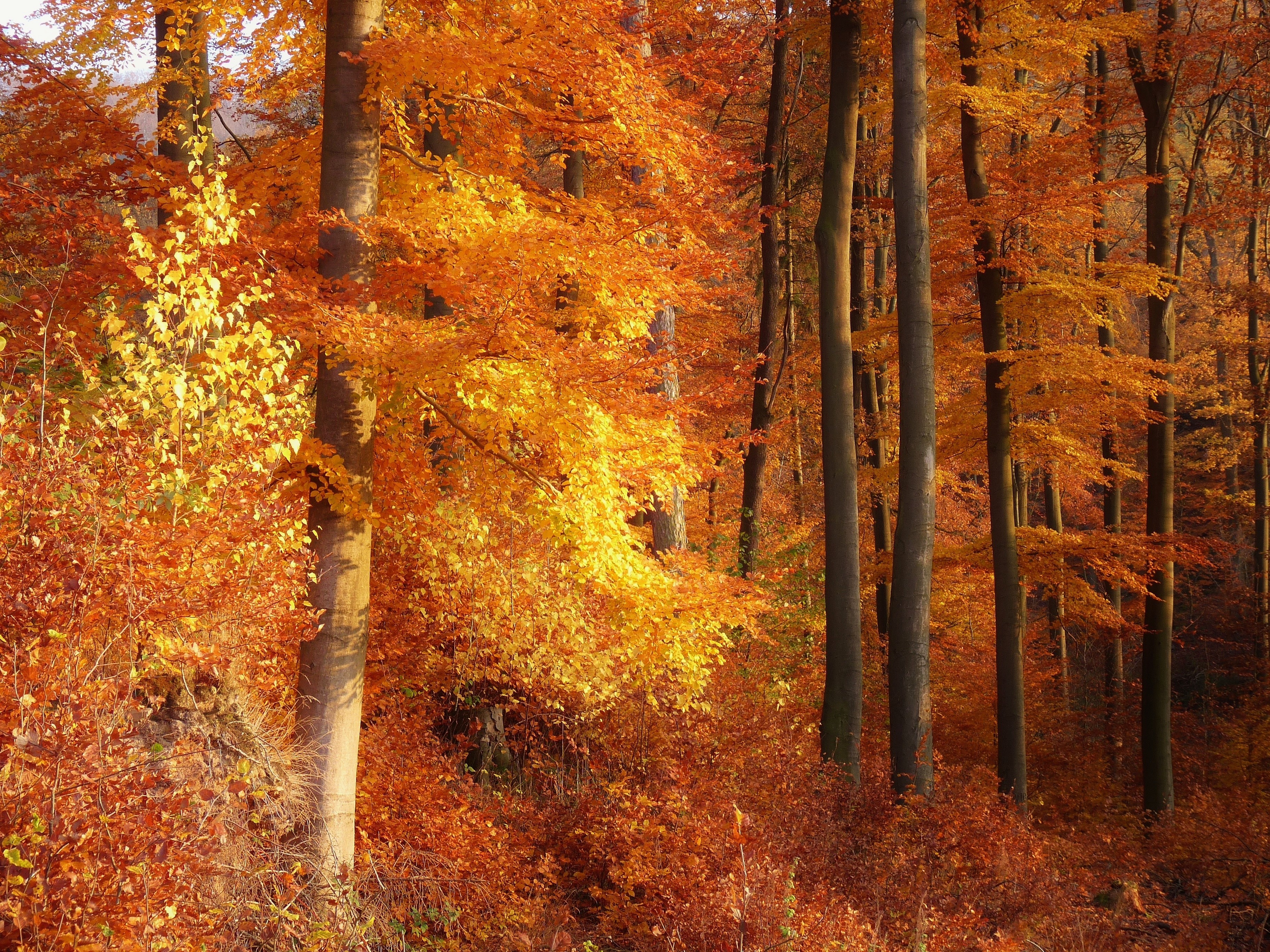 autumn, Forest, Trees, Landscape Wallpaper