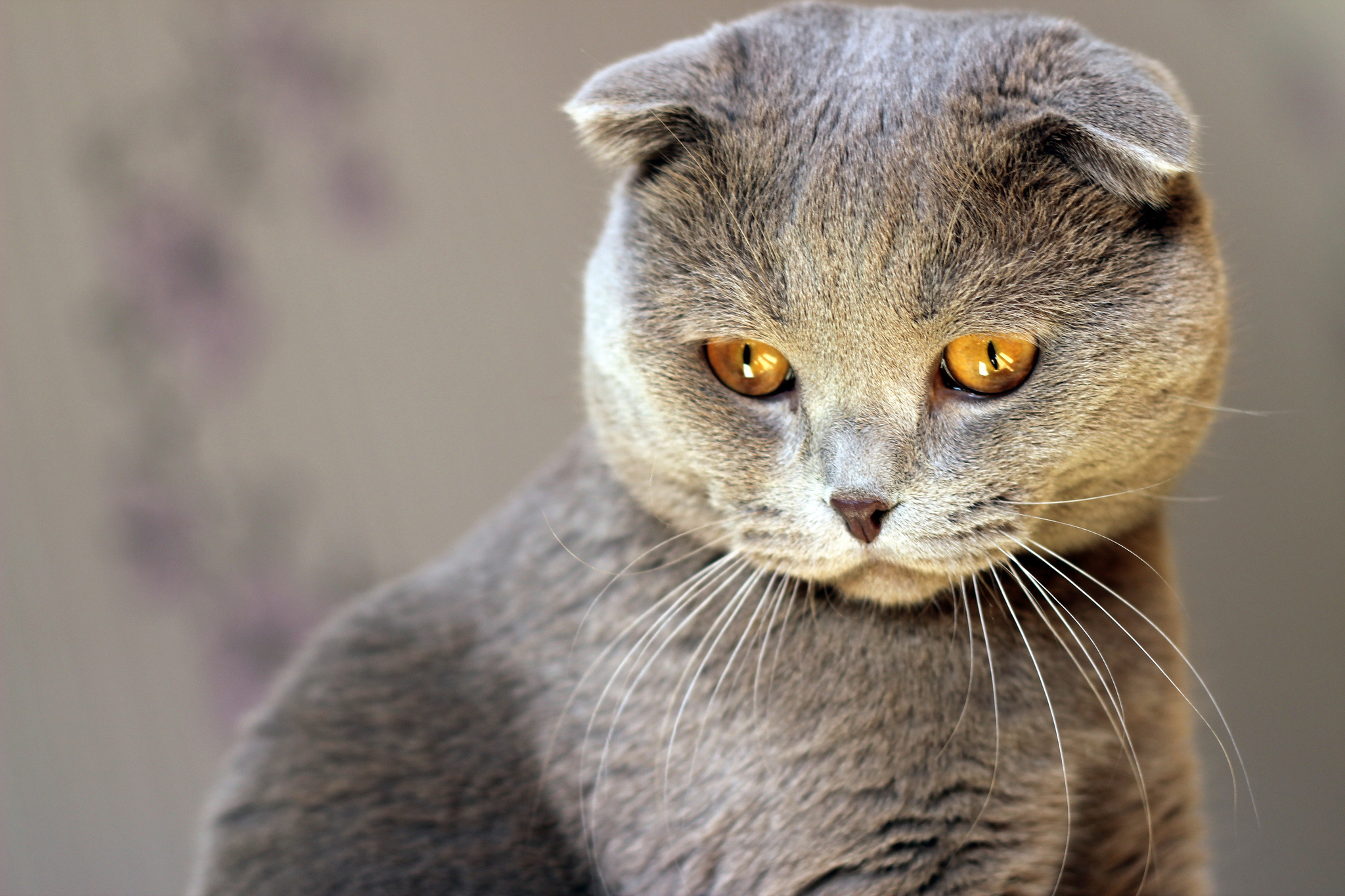 eyes, Gray, Cat Wallpaper