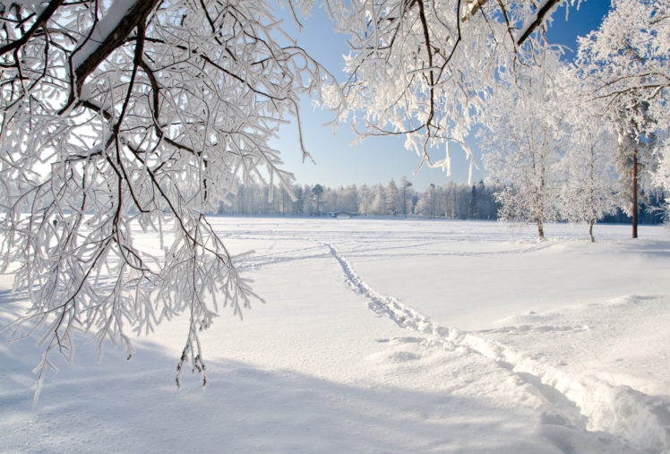 trees, Winter, Ice, Landscape, Nature, Snow HD Wallpaper Desktop Background
