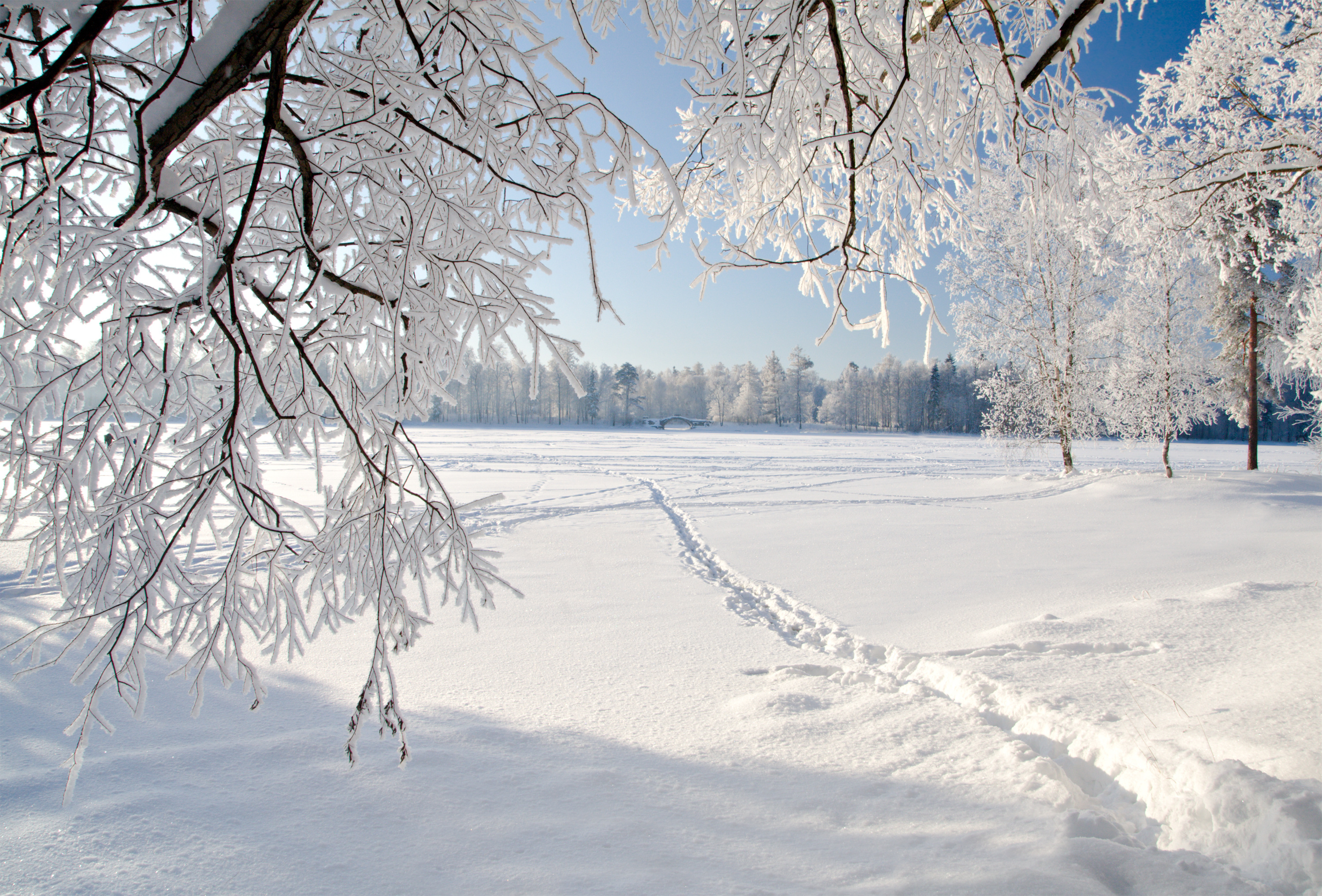 trees, Winter, Ice, Landscape, Nature, Snow Wallpaper
