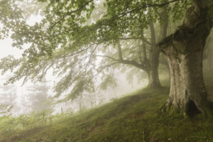 wood, Fog, Nature, Forest