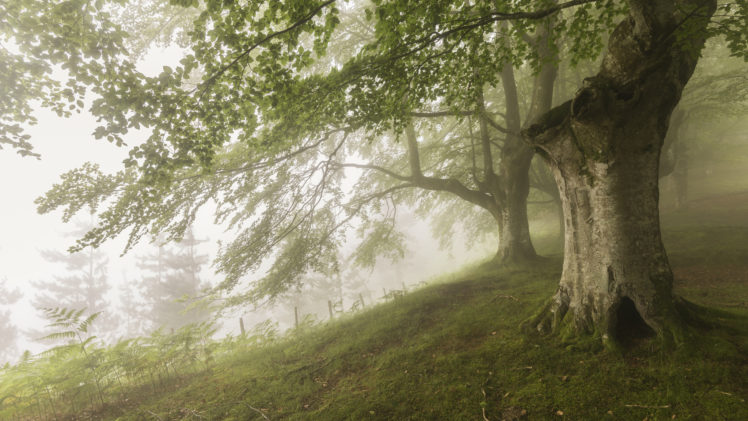 wood, Fog, Nature, Forest HD Wallpaper Desktop Background
