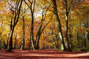 autumn, Spain, Navarra, Trees, Nature