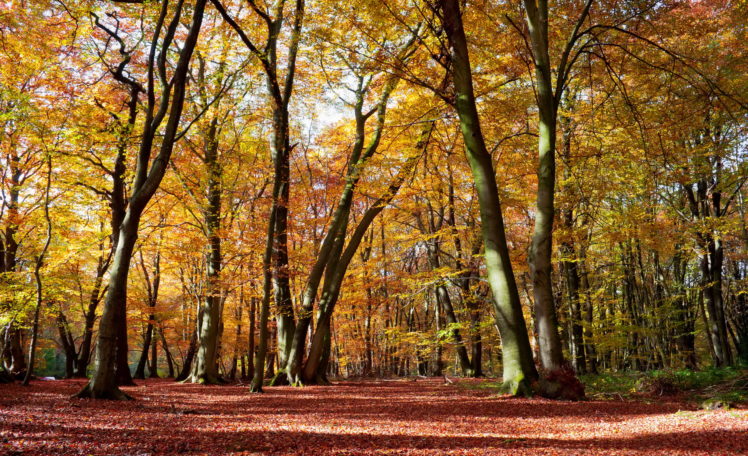 autumn, Spain, Navarra, Trees, Nature HD Wallpaper Desktop Background