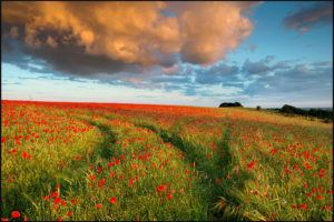 field, Poppies, Cloud, Evening