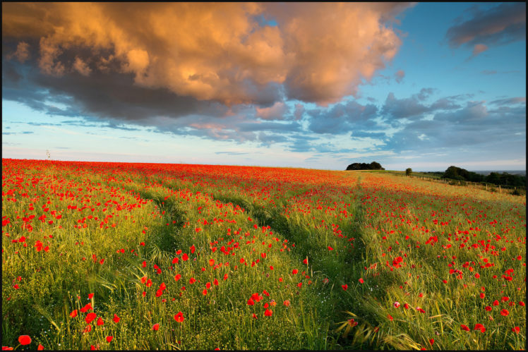 field, Poppies, Cloud, Evening HD Wallpaper Desktop Background