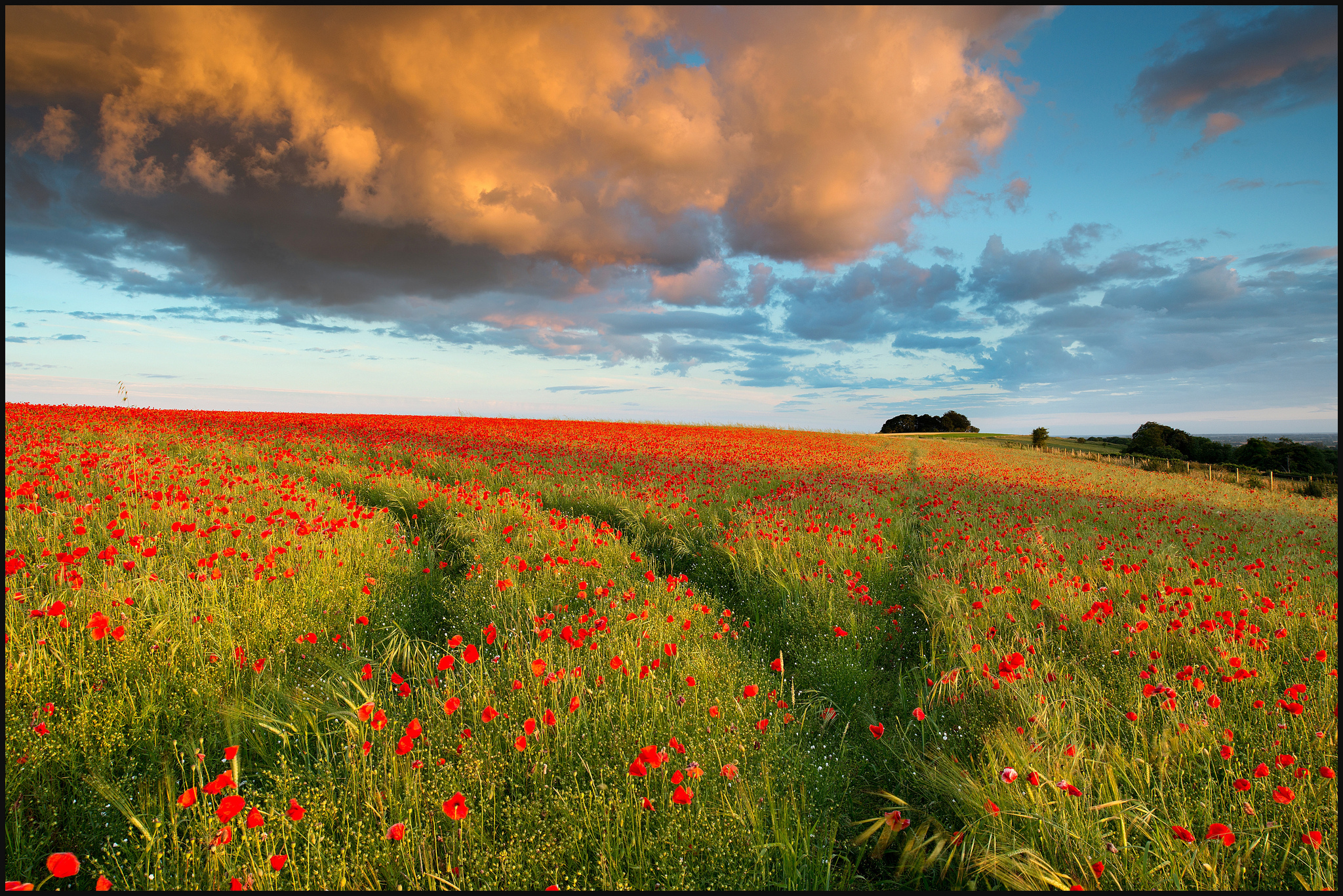 field, Poppies, Cloud, Evening Wallpaper