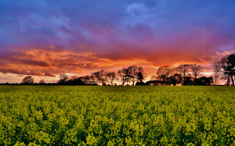 field, Sunset, Trees HD Wallpaper Desktop Background