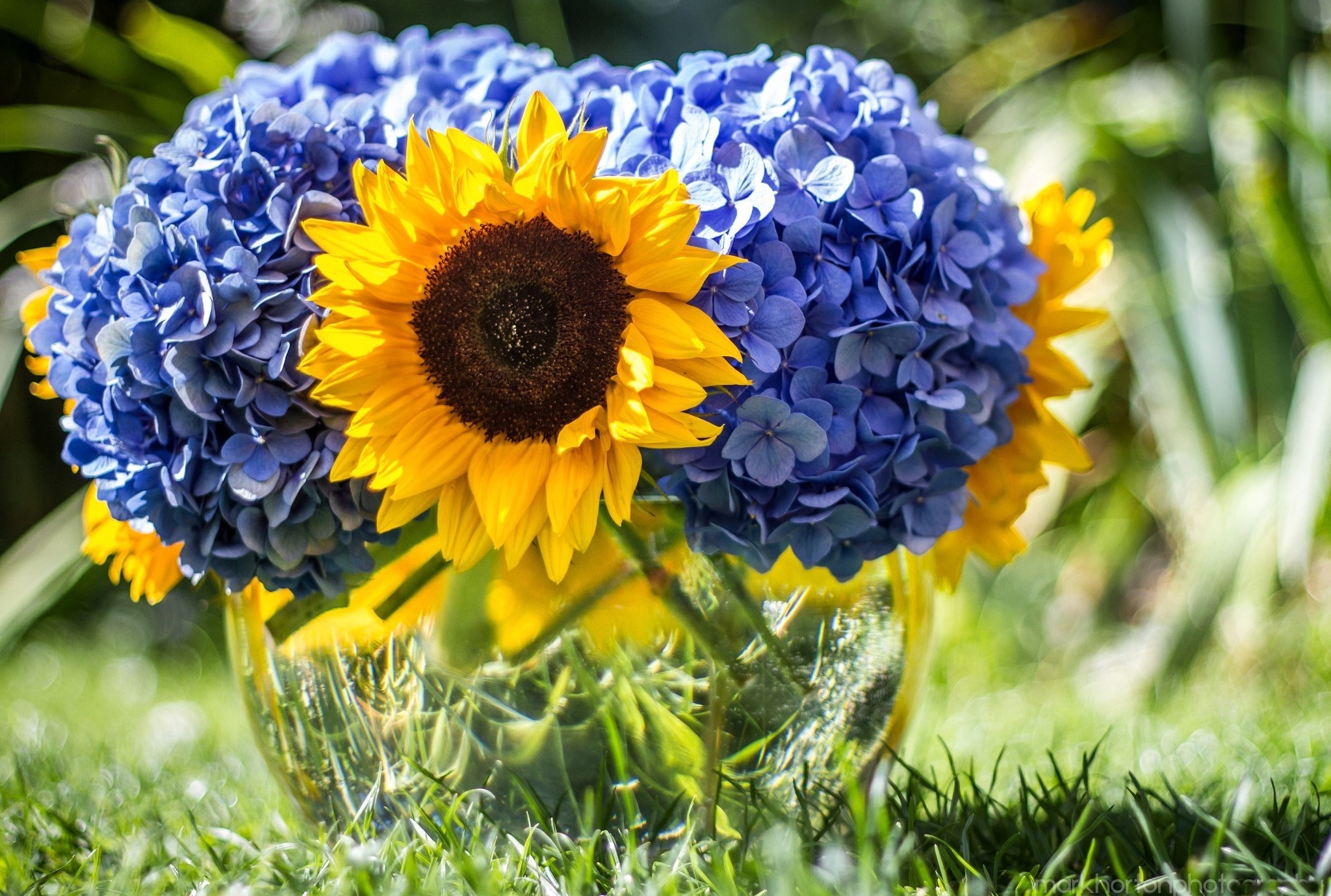 flowers, Blue, Flower, Sunflower, Bokeh Wallpaper