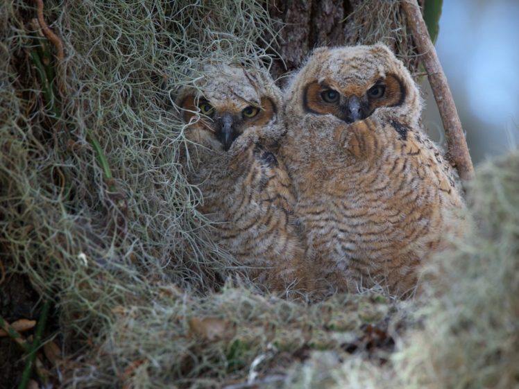 owl, Chicks HD Wallpaper Desktop Background